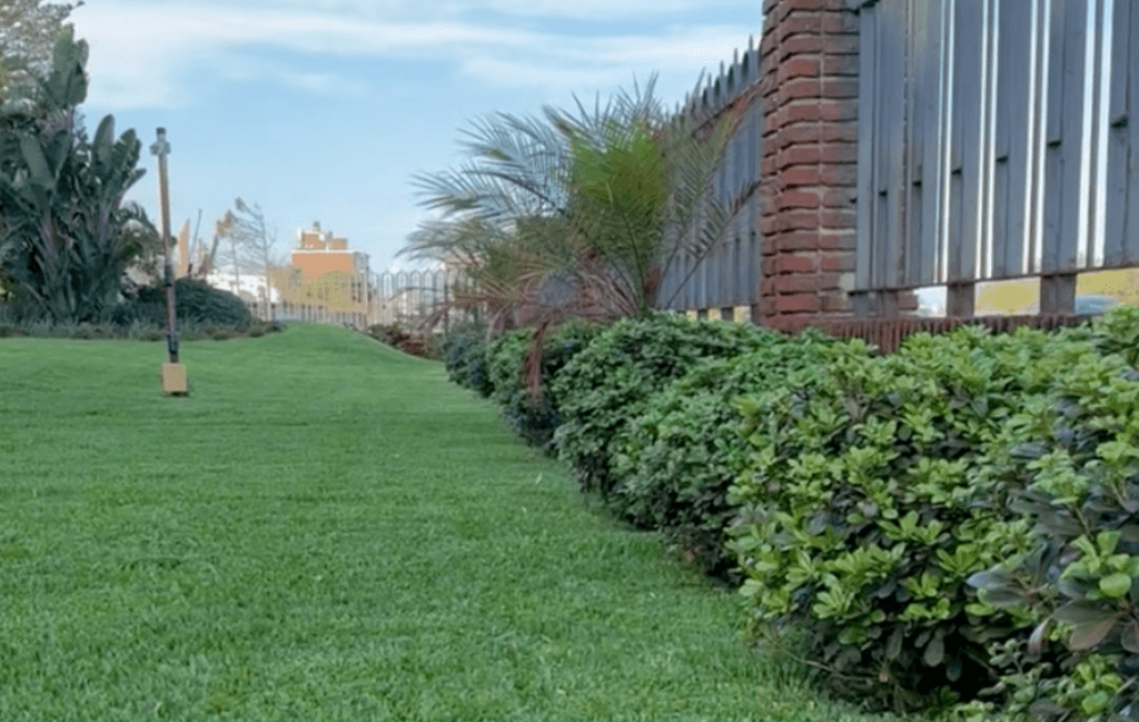 Canteros con pittosporum