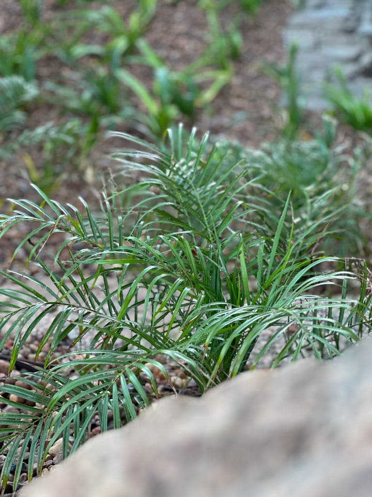 Césped Axonopus compressus