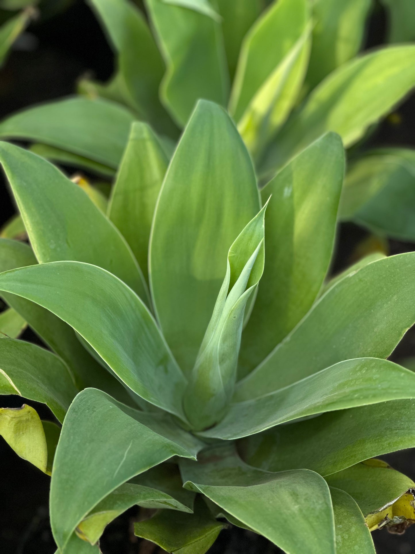 Agave attenuata