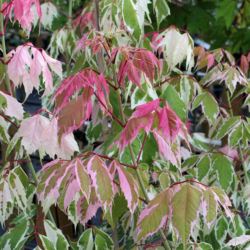 Acer negundo 'Flamingo' injertado pie alto (importado)