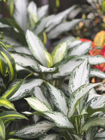 aglaonema pattaya cuidados Aglonema 'Pattaya' – Vivero El Ceibo