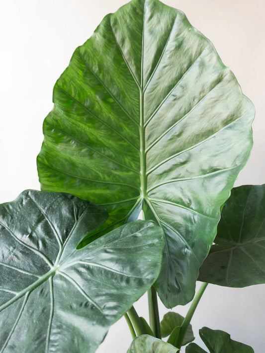 Alocasia (Oreja de Elefante)