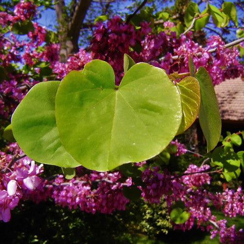 Árbol de Judea o Cercis siliquastrum