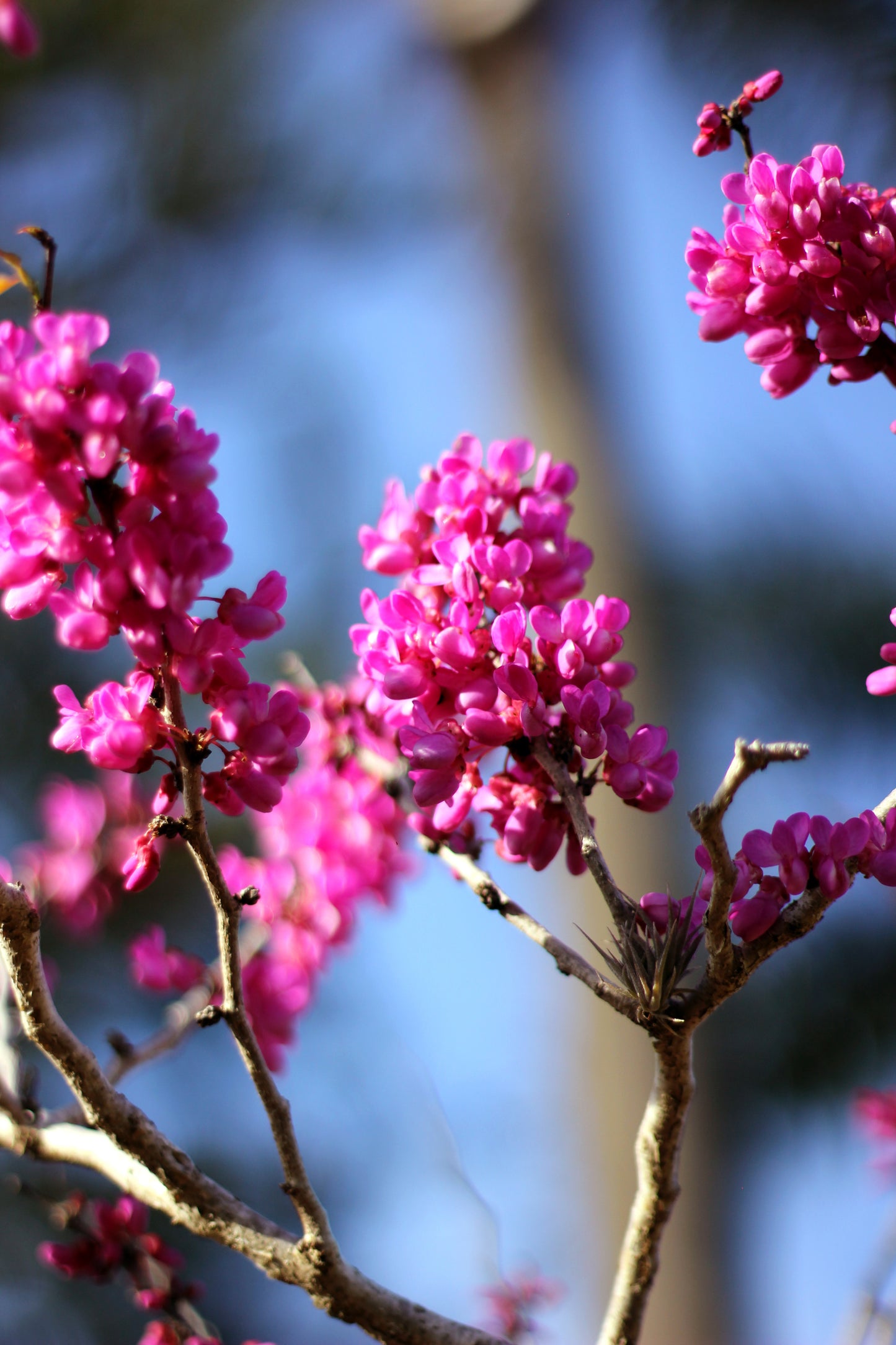 Árbol de Judea o Cercis siliquastrum