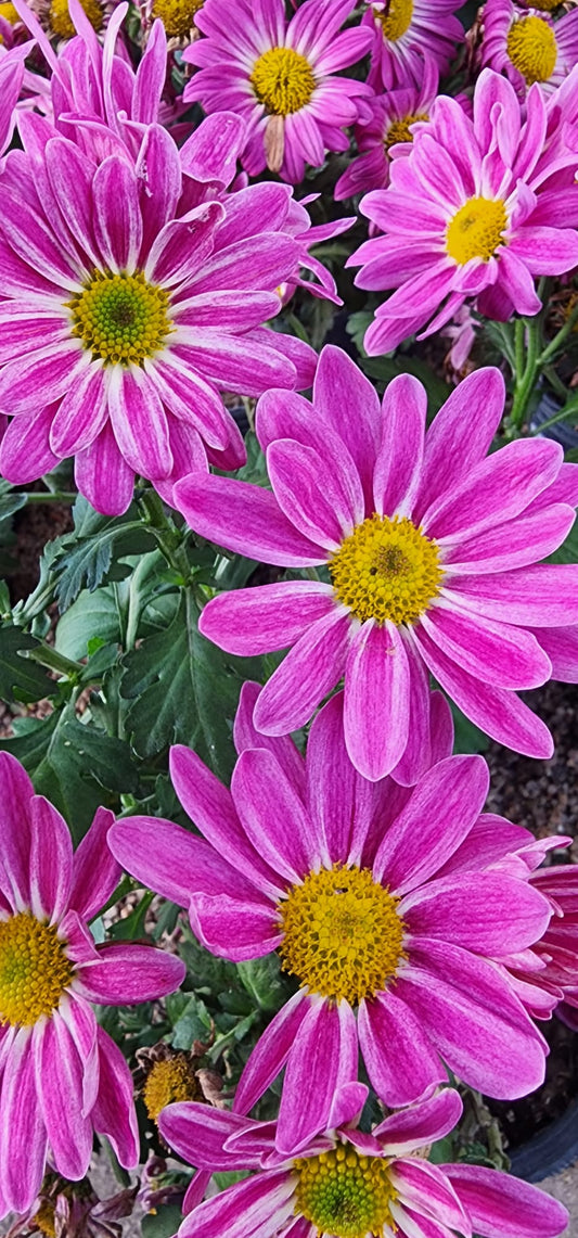 Chrysanthemum colores variados