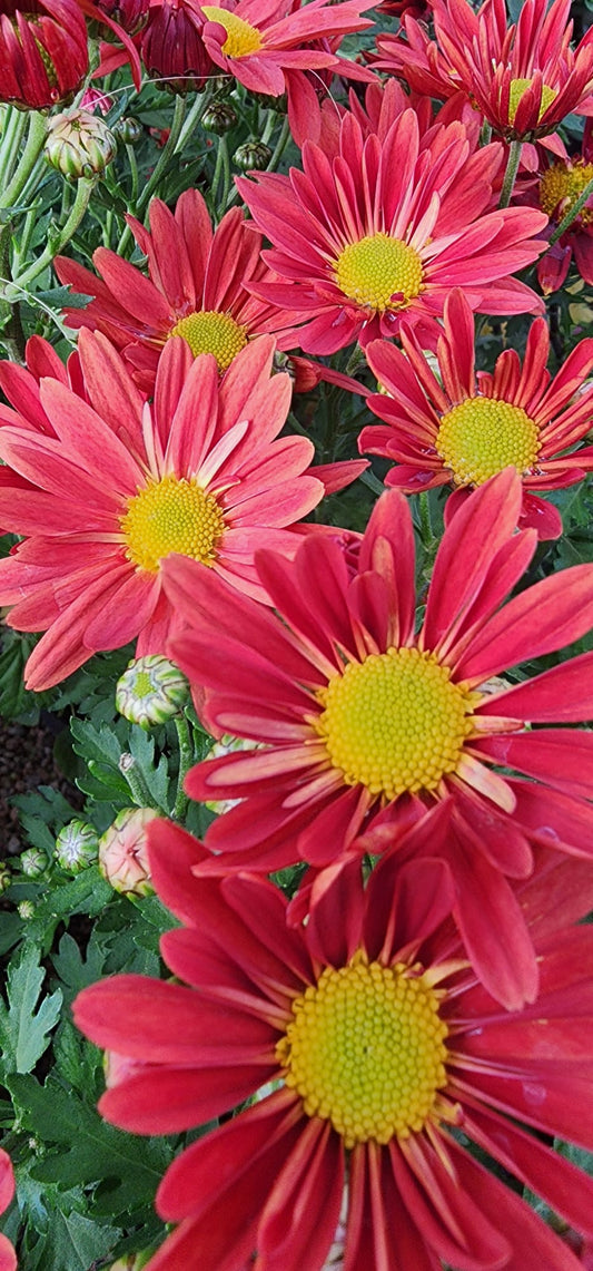 Chrysanthemum colores variados