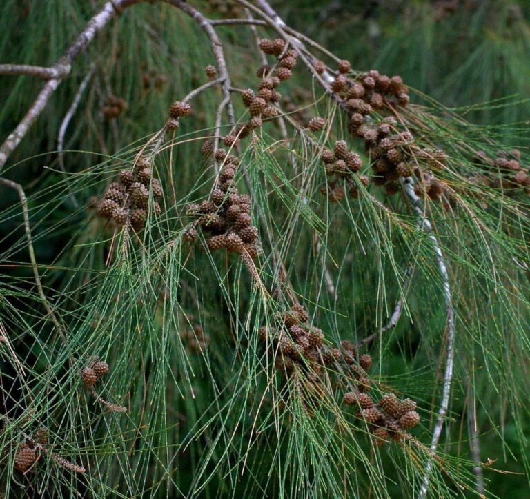 Casuarina