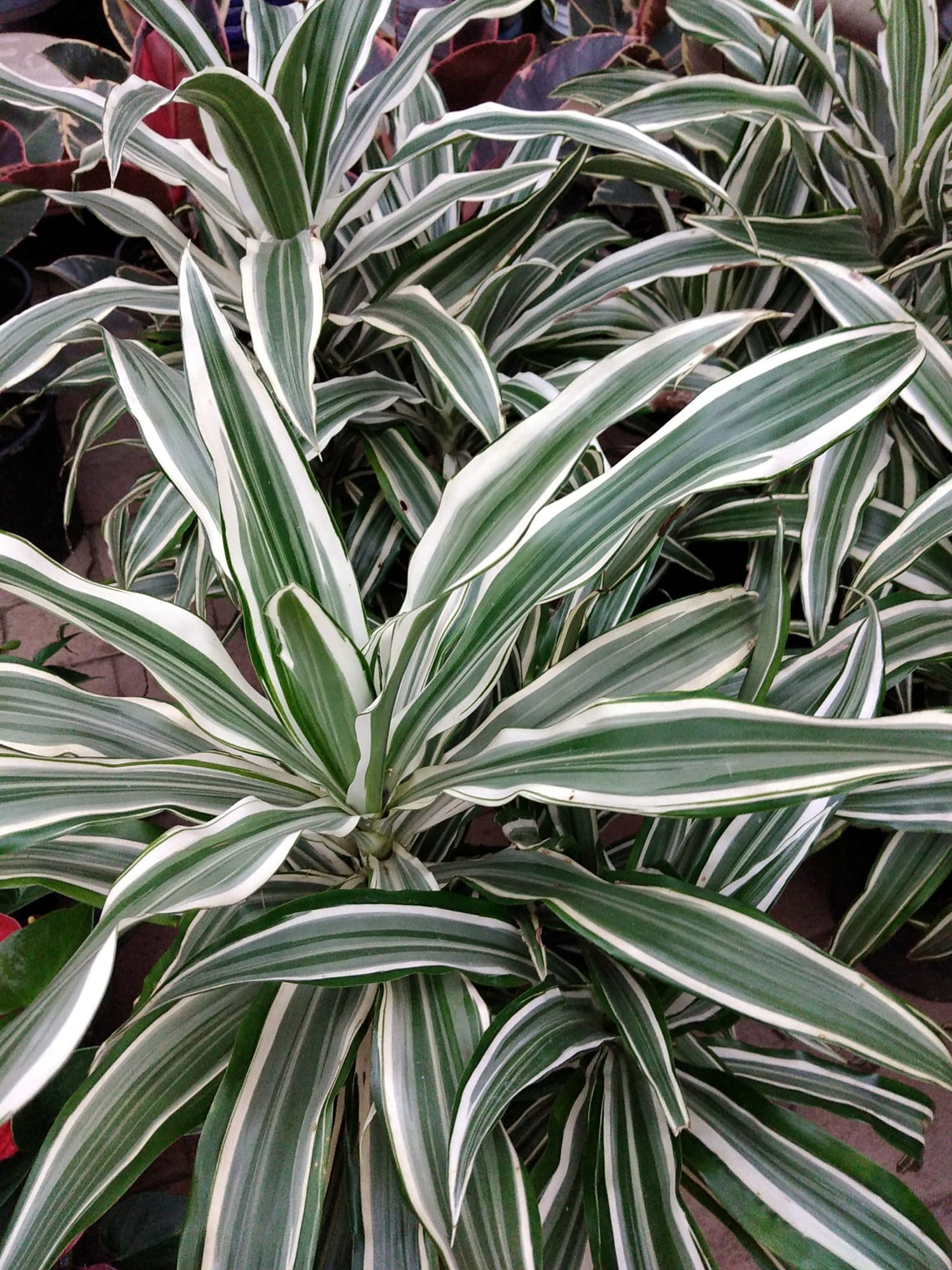 dracaena fragrans jade jewel Drácena 'Jade Jewel' – Vivero El Ceibo