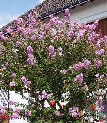 Espumilla