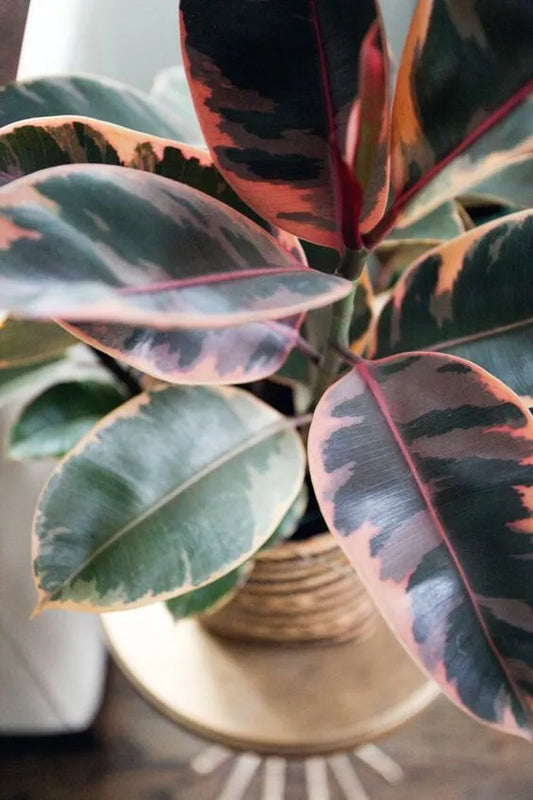 Ficus elastica 'Ruby'