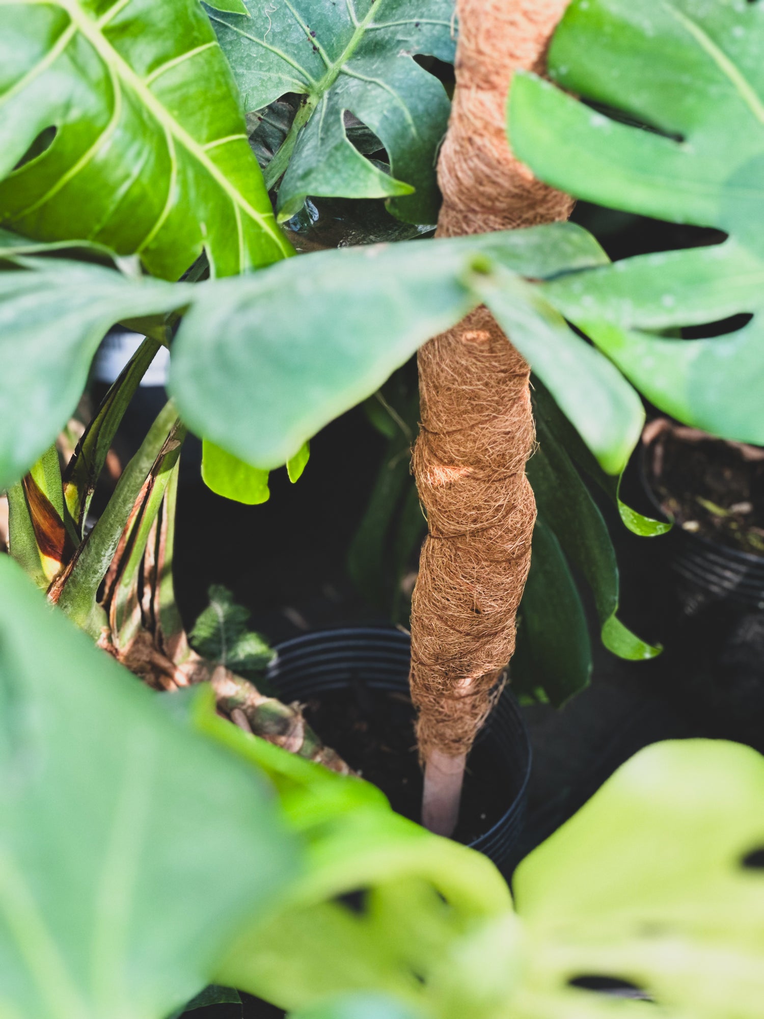 monstera deliciosa con tutor Tutor forrado en Coco – Vivero El Ceibo
