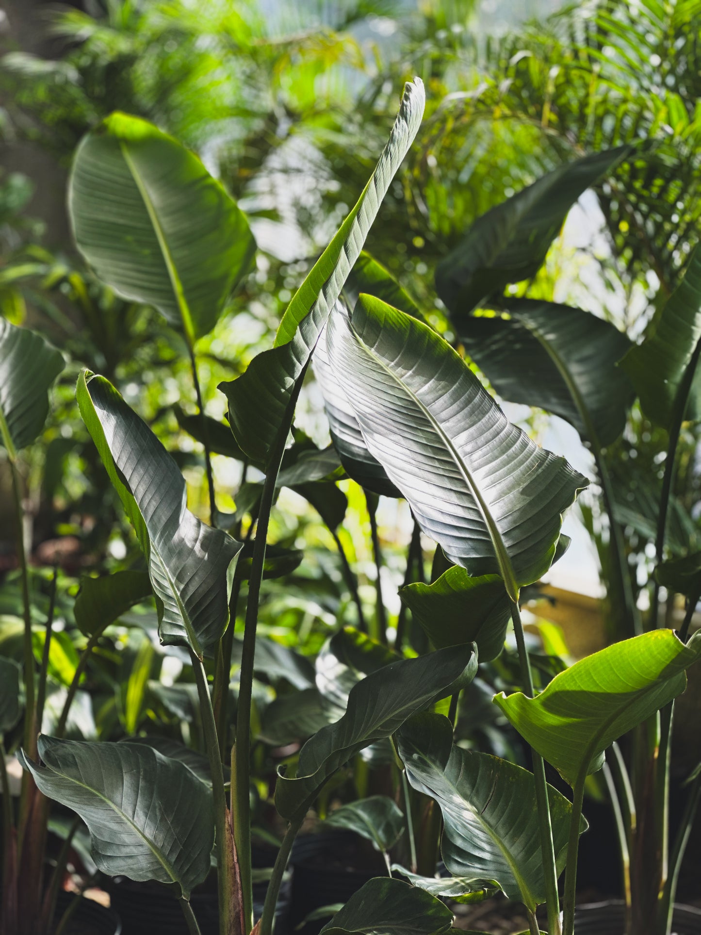 Strelitzia nicolai – Vivero El Ceibo