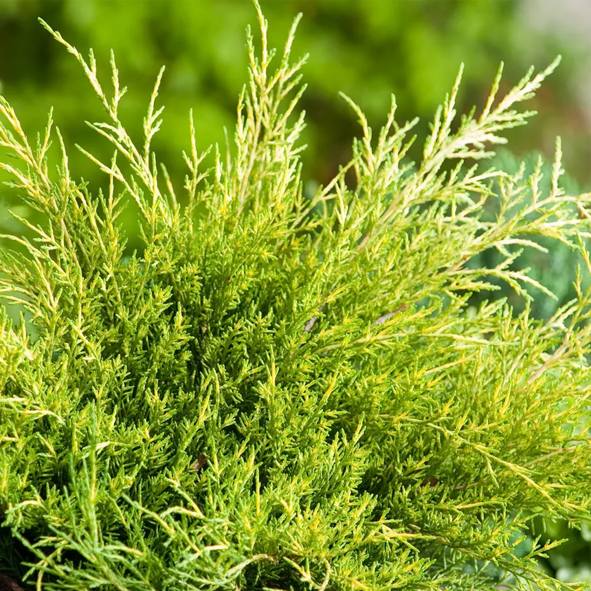 Juniperus pfitzeriana 'Old gold'