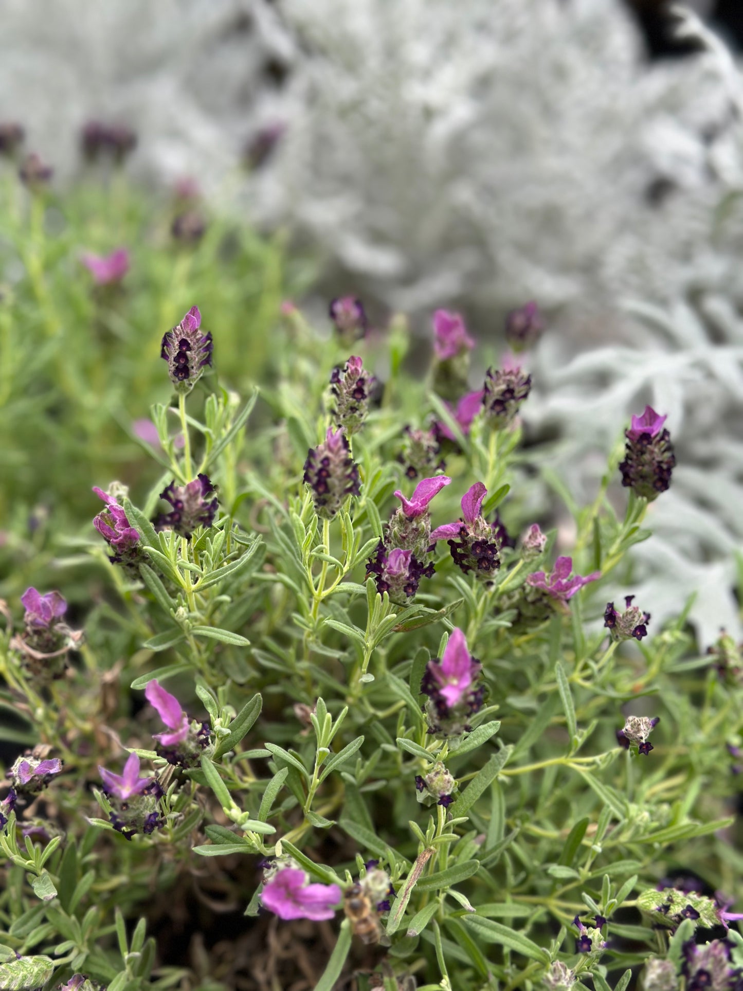 Lavanda Stoecha (o Lavanda mariposa)