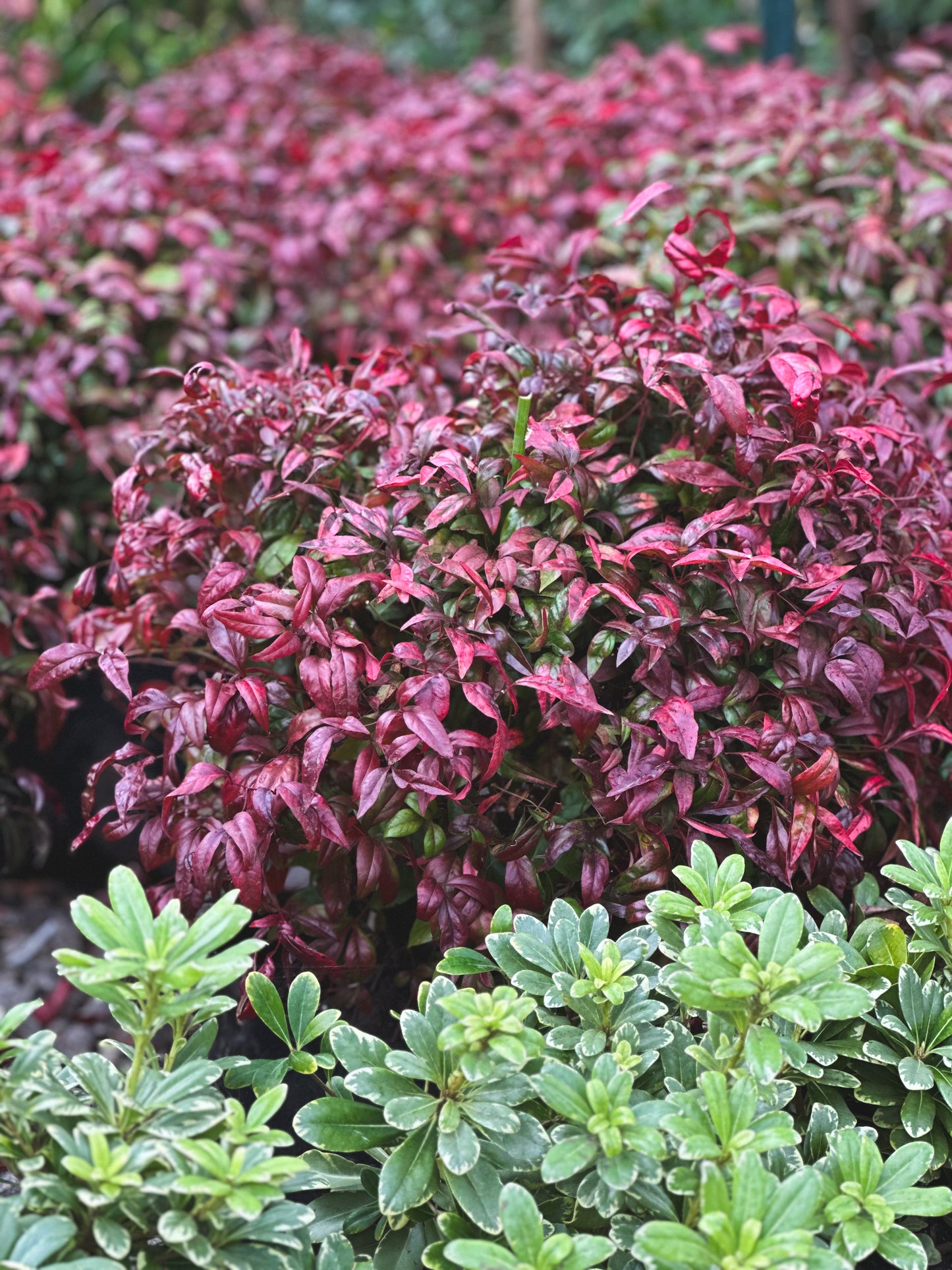 Nandina 'Firepower'