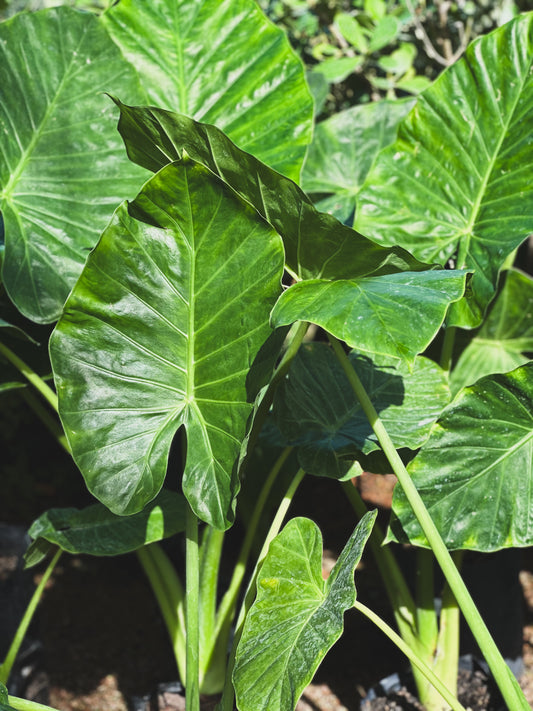 Alocasia (Oreja de Elefante)