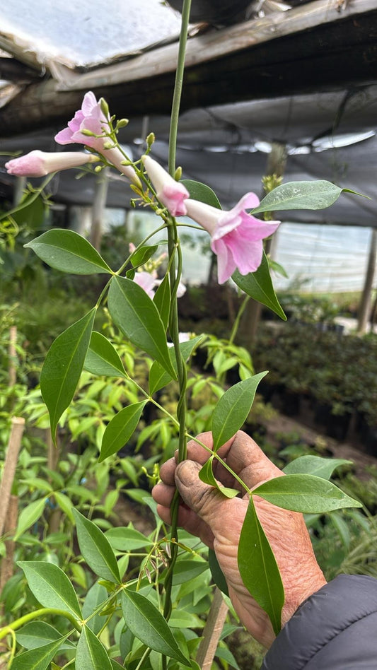 Pandorea jasminoides FLOR ROSADA