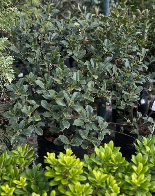 Fotinia enana