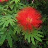 Plumerillo rojo o Calliandra