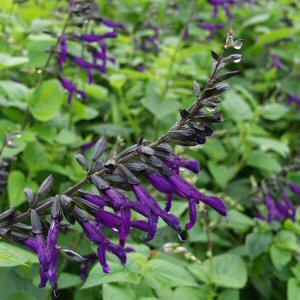 Salvia Purple Majesty