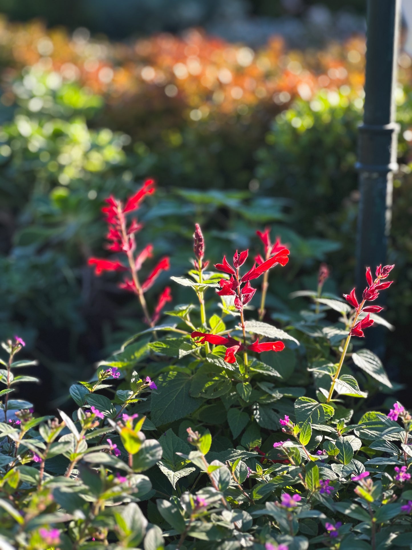 Salvia guaranitica flor roja