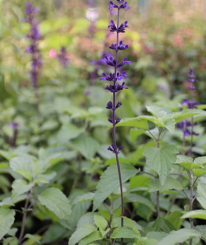 Salvia Indigo Spire o Indigo Blue