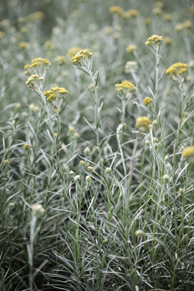 Helichrysum italicum 'Curry'