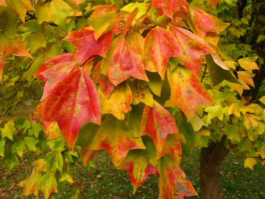 Acer buergeriano