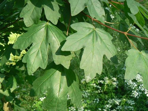Acer campestris