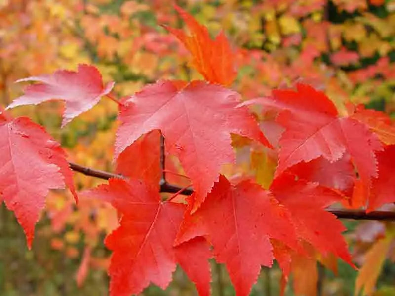 Acer rubrum