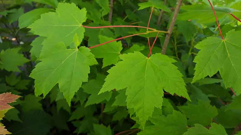 Acer rubrum
