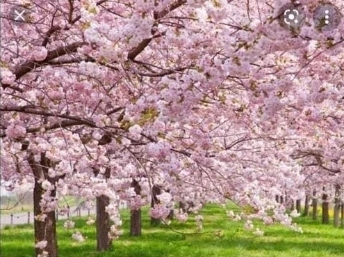 Cerezo Sakura