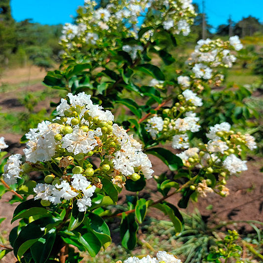 Espumilla