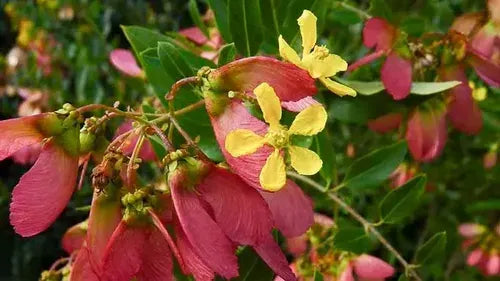 Heteropterys o flor de mariposa