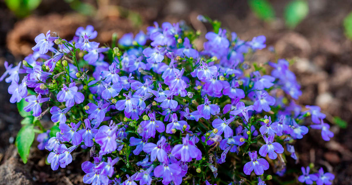 Lobelia Erinus