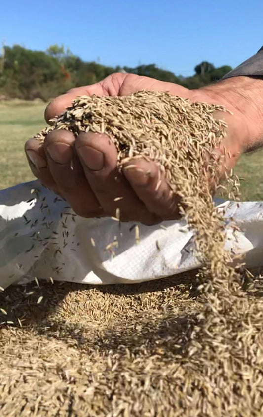 Semilla de Ryegrass anual 1kg