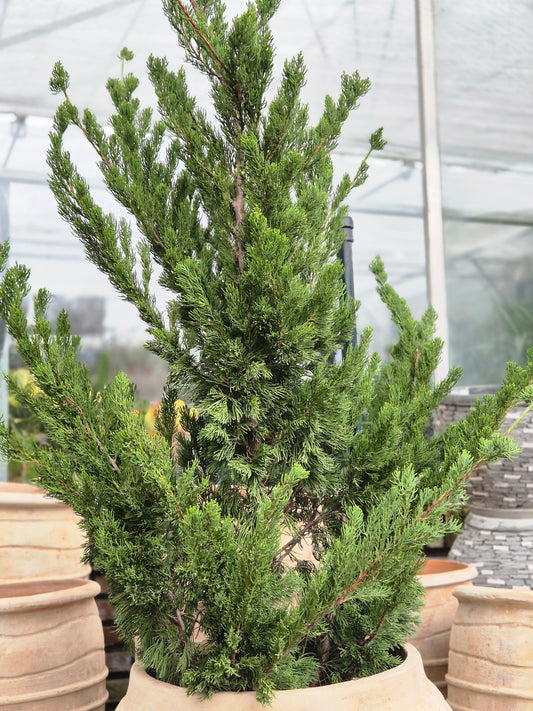 Juniperus chinensis Kaizuka