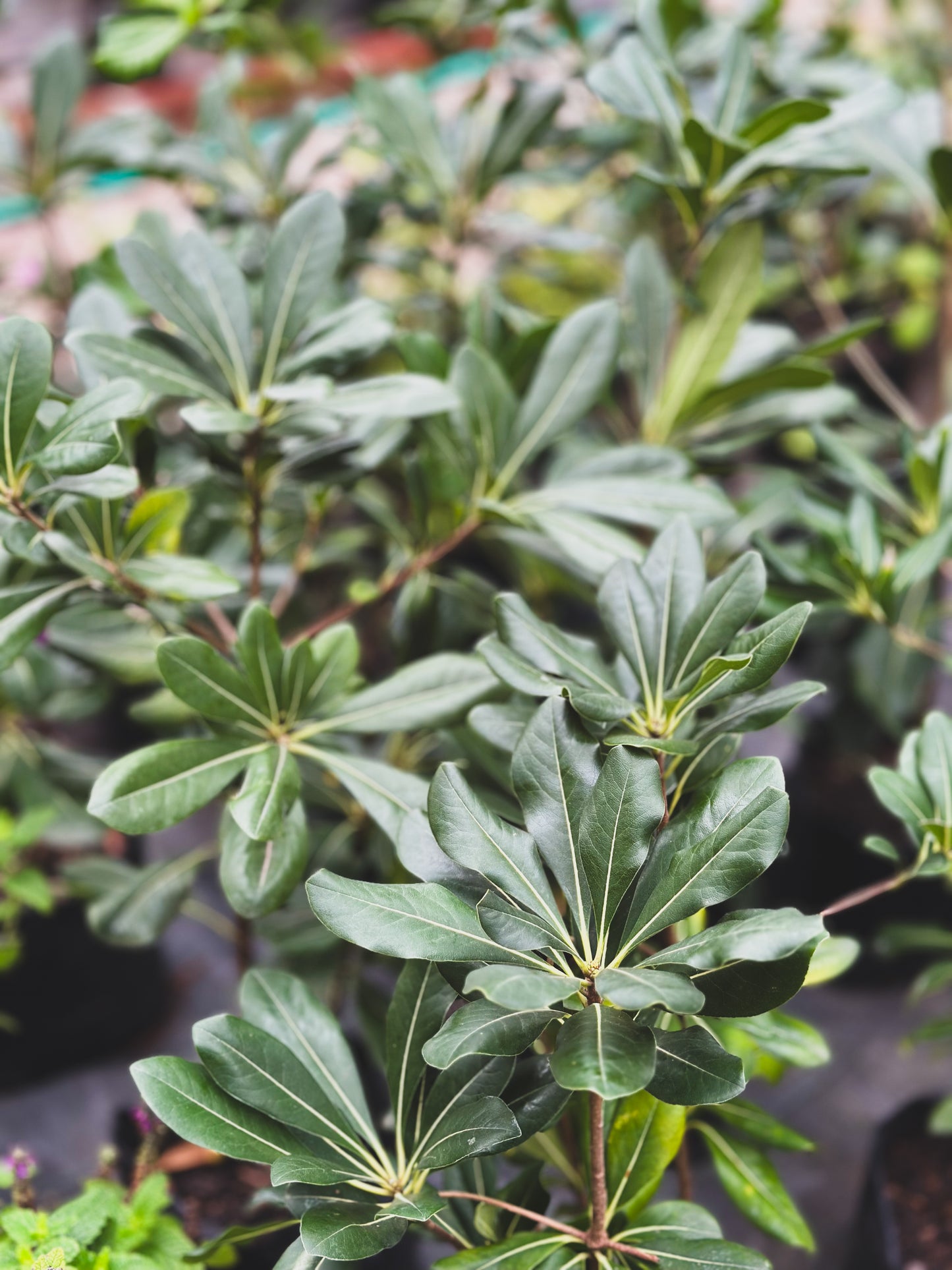 Pittosporum tobira