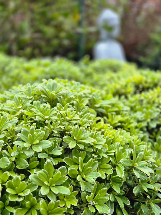Pittosporum tobira nana variegado