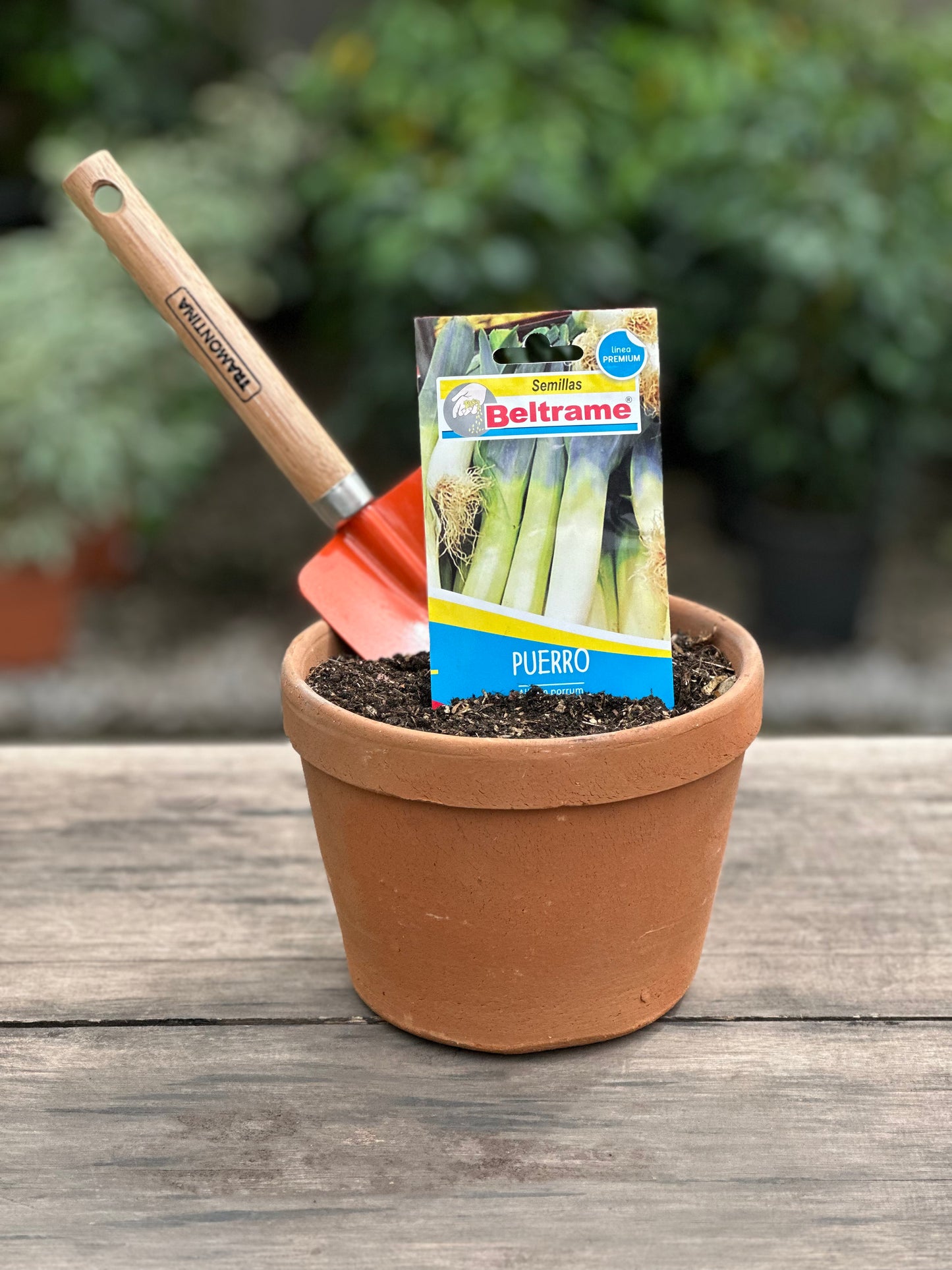 Semillas para huerta