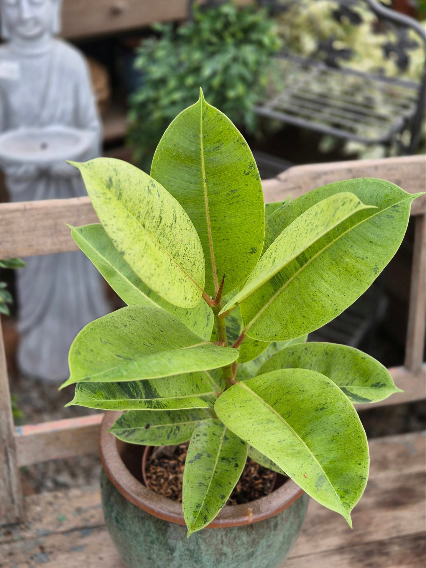 Ficus elastica shivereana