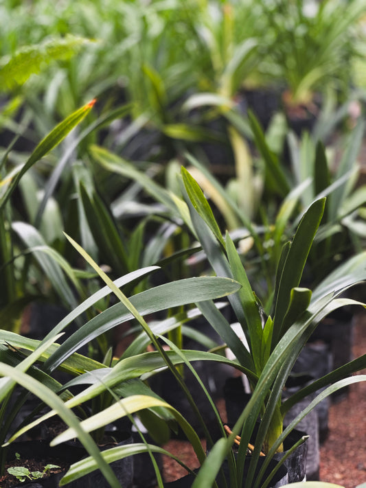 Clivia