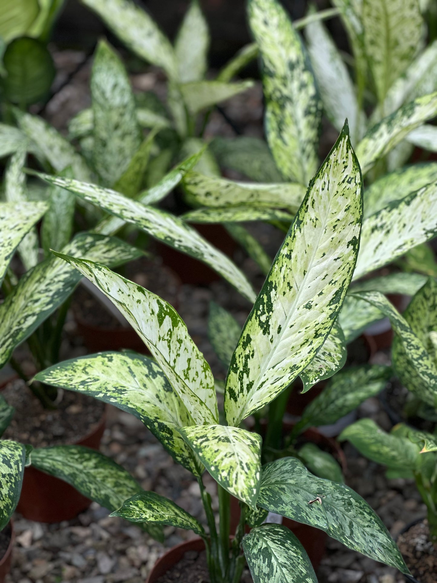 Dieffenbachia 'Vesuvius'