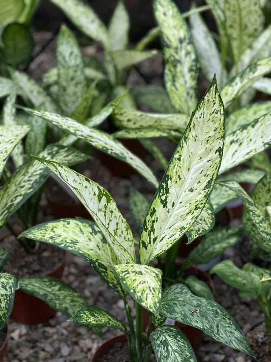 Dieffenbachia 'Vesuvius'