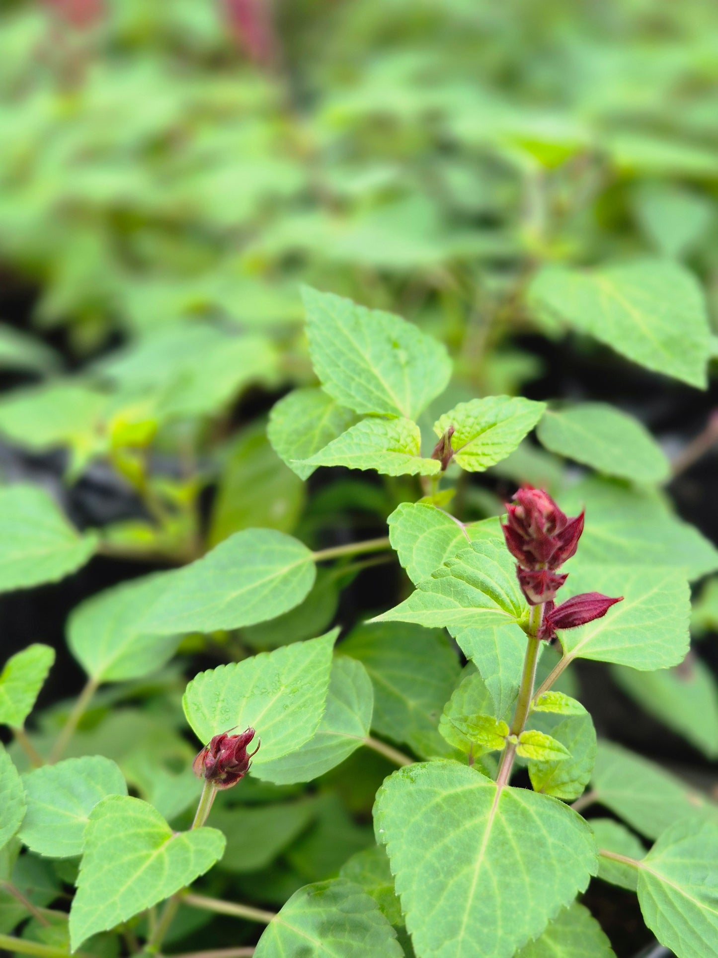 Salvia guaranitica flor roja