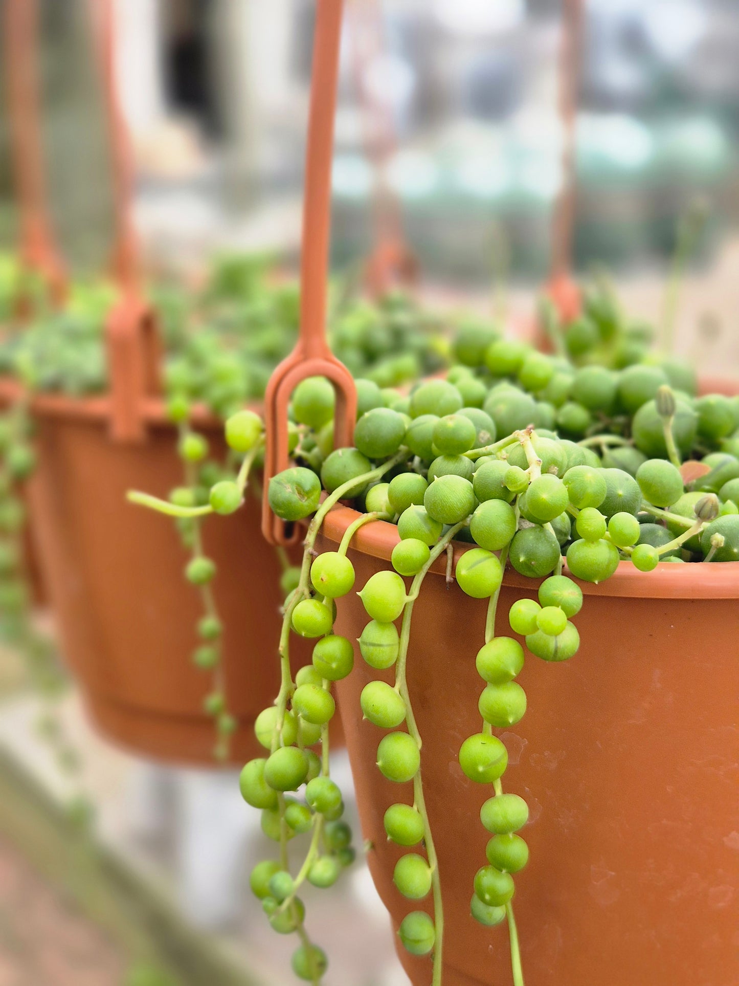 Senecio rowleyanus (Rosario)