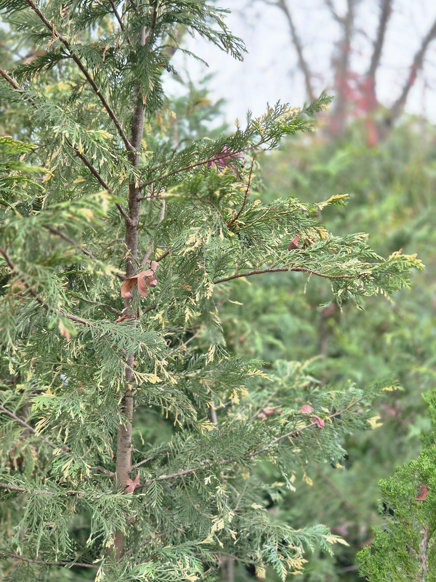 Calocedrus decurrens
