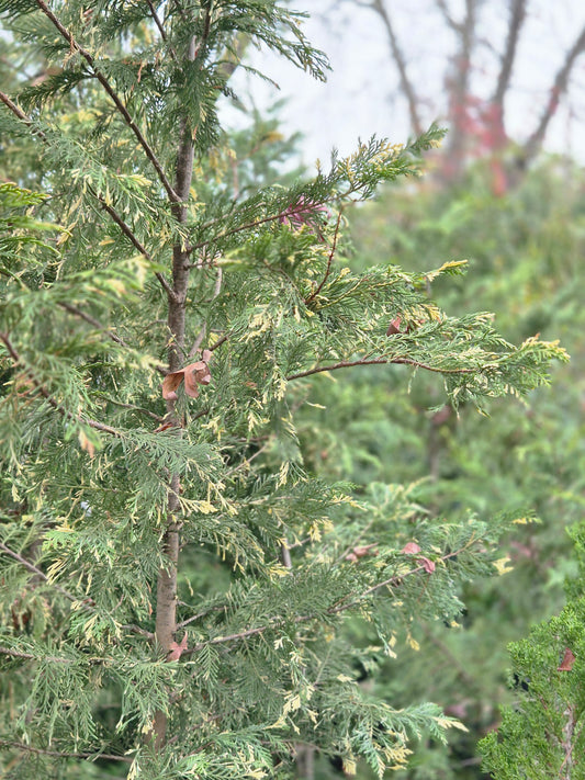 Calocedrus decurrens