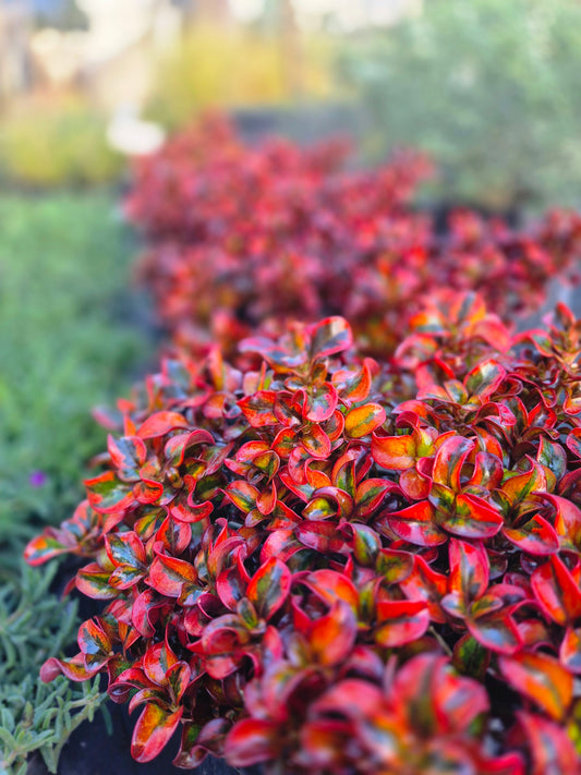 Coprosma Golden Star