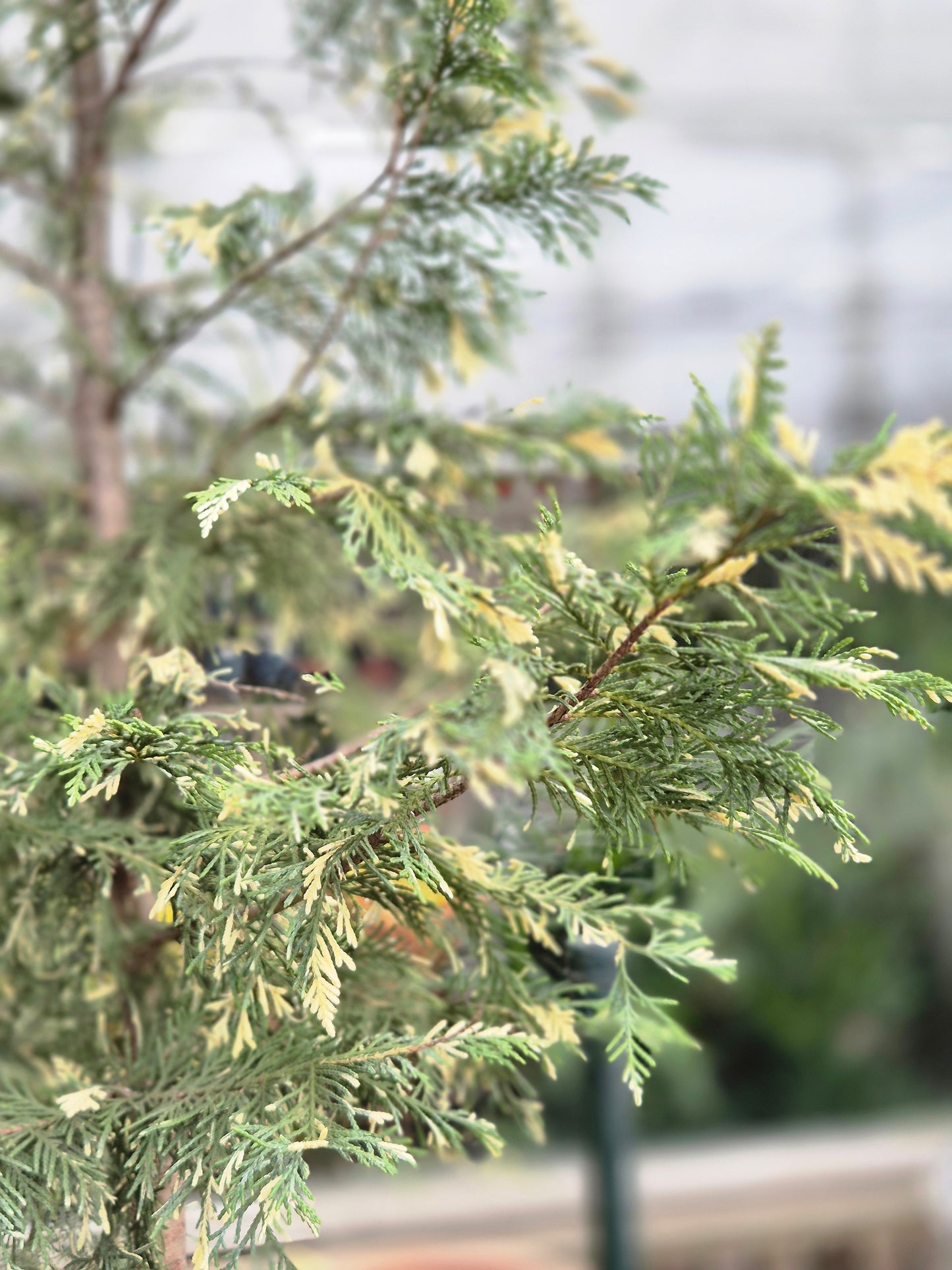 Calocedrus decurrens